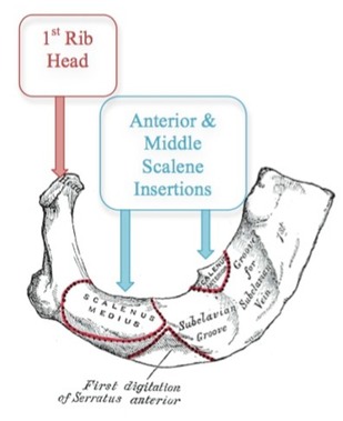 Preview of “Microsoft Word - rib.doc”